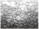 cll3.jpg